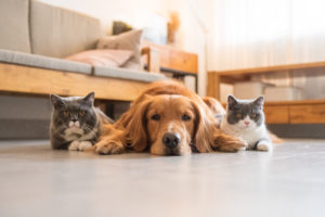 Pet dog and two cats relaxing together