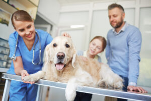 A dog using his pet insurance visiting veterinarian